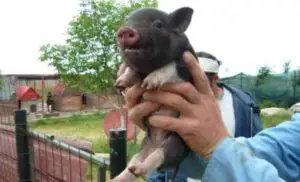 Danemarca are de două ori mai mulţi porci decât oameni