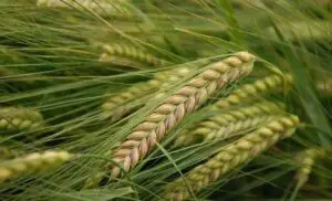 România, lider UE la scăderea agriculturii şi creşterea administraţiei publice