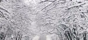 România, fără perdele forestiere