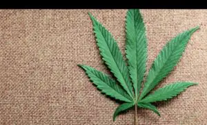 Microsoft pregăteşte un program de calculator care să arate în timp real culturile legale şi magazinele cu marijuana