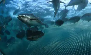 Peştii ingerează particule din deşeurile de plastic pentru că le confundă cu hrana din cauza mirosului