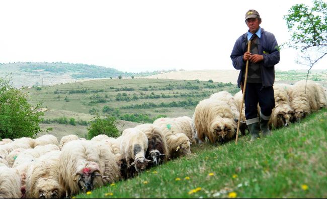 Ajutor de minimis: 1 leu pe kilogram de lână vândută pentru oieri