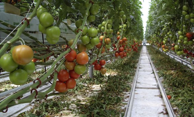 Concurență mare la sprijinul acordat pentru tomate. Primele roșii românești au ajuns în piețele din București