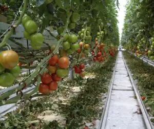 Care sunt plantele pe care le mâncăm tot timpul, dar sunt otrăvitoare