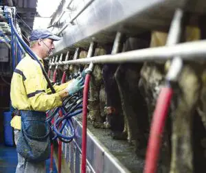 Crescătorii de animale, în pragul falimentului din cauza secetei