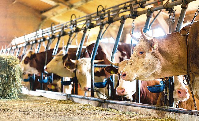 APIA: Crescătorii de animale mai au doua zile pentru a depune documentele care le asigură subvenţiile pe 2016