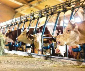 Numărul controlorilor sanitar-veterinari a fost crescut cu 200