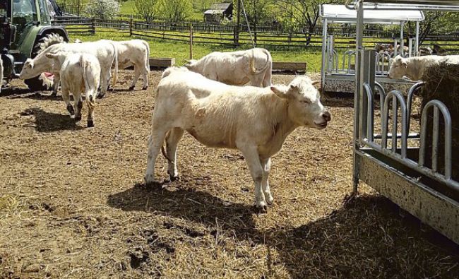 Ministrul Agriculturii: România poate exporta carne de vită în Turcia