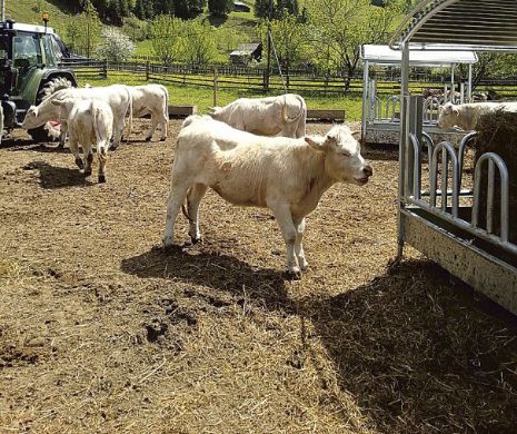 Creşterea vacilor pentru carne, un business care prinde avânt în România