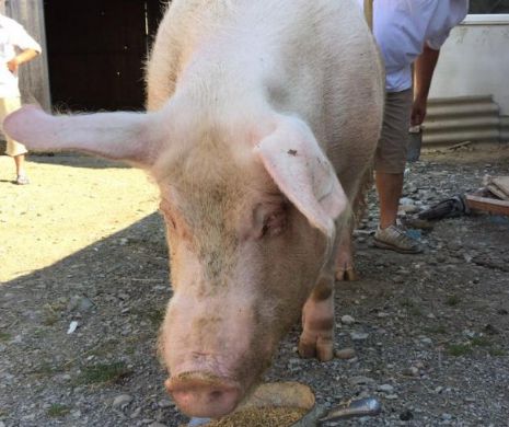 Porcul din România care are jumătate de tonă