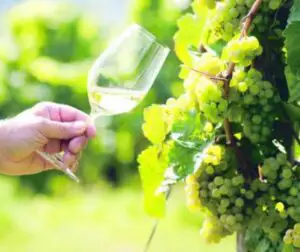 Riesling, un vin ideal pentru vară