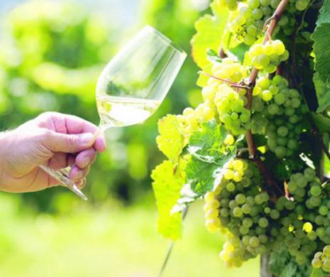Riesling, un vin ideal pentru vară