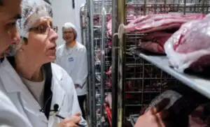 Autorităţile impun filtre pe drumuri pentru descurajarea transportului de animale, din cauza pestei porcine