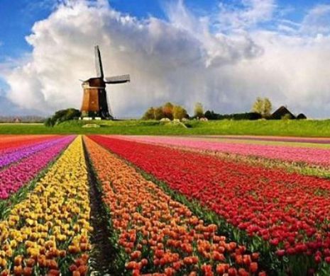 Rusia şicanează importurile de flori din Olanda