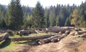 Statul a pierdut jumătate din pădurile ţării