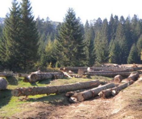 Amenzi de 384.300 lei pentru tăieri ilegale de arbori