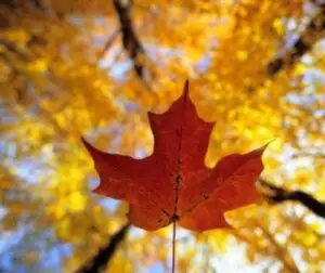 Canada a intrat în recesiune din cauza scăderii preţurilor petrolului