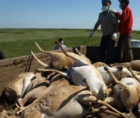 INEXPLICABIL: Zeci de mii de animale au murit la începutul verii