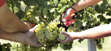 Patronatul Vinului: Promovarea produselor agroalimentare, doar o promisiune fără acoperire