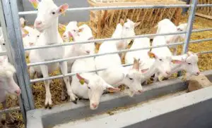Un nou focar de pestă. Sunt afectate micile rumegătoare. România interzice comerțul