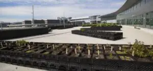 O companie aeriană a înfiinţat o fermă pe un aeroport