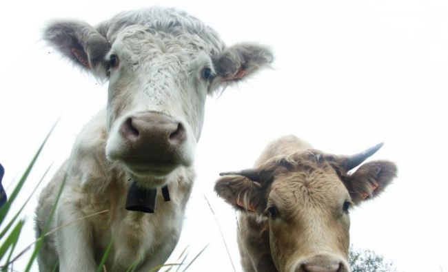 Boala vacii nebune revine! A fost descoperit un nou caz atipic