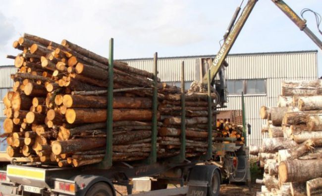 Romsilva pune direct pe piaţă lemn de foc la prețul de 151 lei/mc