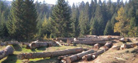 Proiect de lege: Păduri tăiate în numele turismului