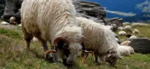 Ministerul Agriculturii pregăteşte legislaţia pentru „produsul montan”