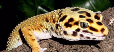 Animal de companie la modă: şopârla Gecko Leopard