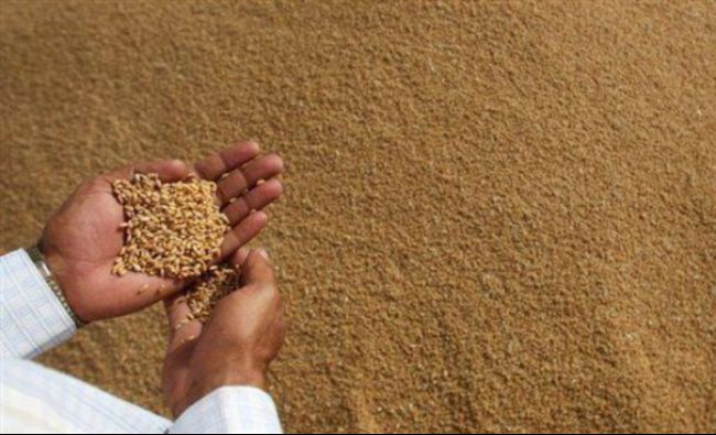 Algeria a cumpărat 580.000 de tone de grâu