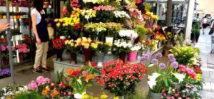 Floria a vândut flori de 900 mii euro în T1 din 2016
