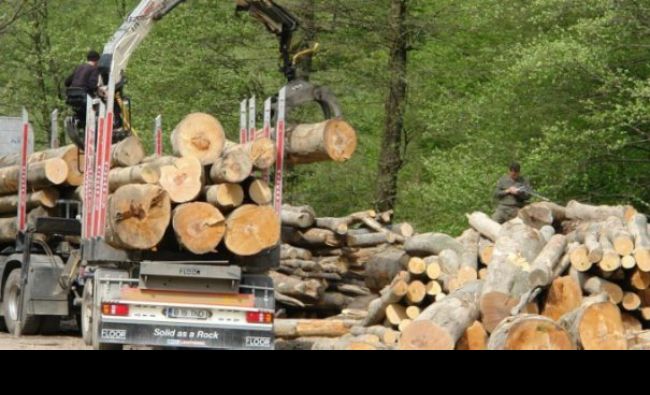 Romsilva: Circa 91% din volumul de lemn a fost adjudecat la licitația principală din decembrie