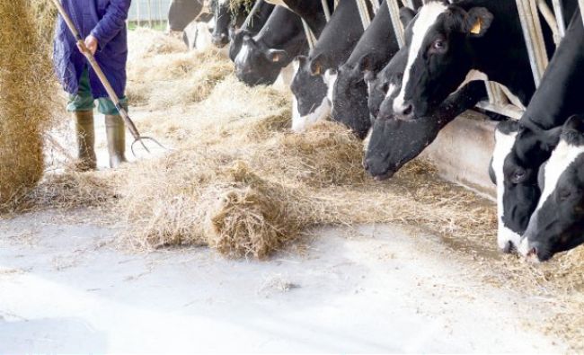 România ar putea să exporte în Turcia bovine vii destinate sacrificării