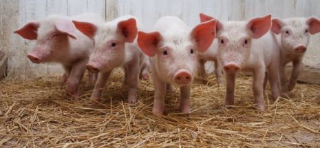 România solicită la Bruxelles recunoaşterea situaţiei excepţionale de pe piaţa cărnii de porc