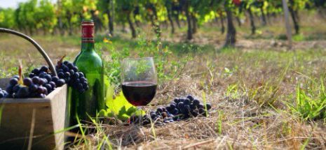 75 mil. de litri de vin din Vrancea blocați de birocrație