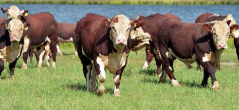Liber la exportul de bovine în Turcia
