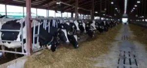 Peste 300 de milioane euro sprijin pentru sectorul zootehnic