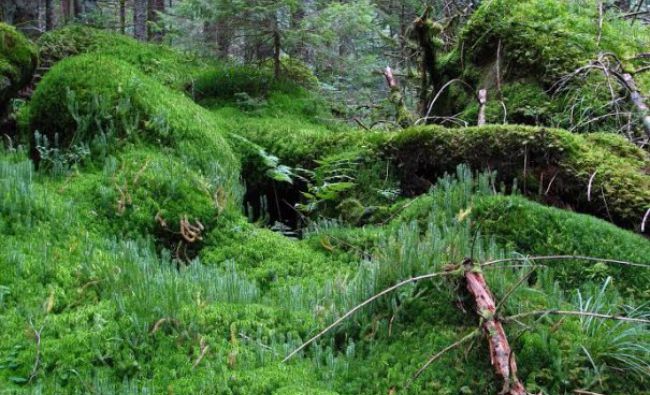 Guvernul va oferi compensații proprietarilor de păduri aflate în zone protejate