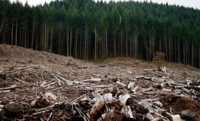 Câţi bani a cheltuit Romsilva pentru a reîmpăduri o suprafaţă de 11.600 de hectare