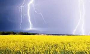 Condițiile meteo au stricat ploile cultivatorilor de cereale