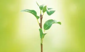 Românii încă mai au încredere în agricultura ecologică