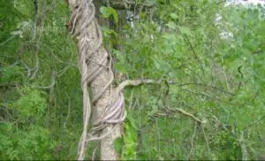 Cel mai exotic loc din România. Are o vegetaţie şi o faună neobişnuită