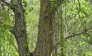 Vietnamul vrea să restabilească 80 de hectare de pădure pentru a salva o specie rară de maimuţă