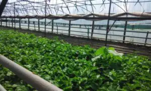 Mureş: Frigul a creat probleme producătorilor de legume
