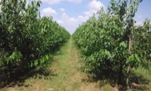 112 mil. euro pentru procesarea şi marketingul produselor agricole şi pomicole