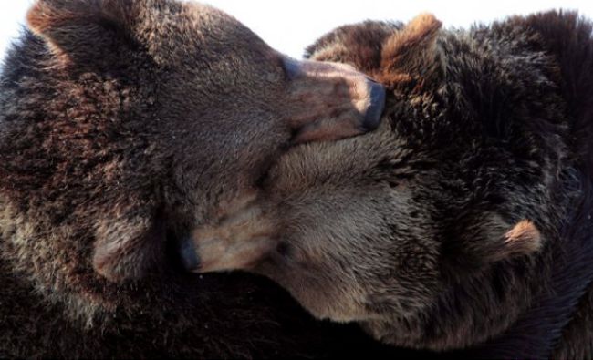 Numărul urșilor din România, dictat de interesele de vânătoare