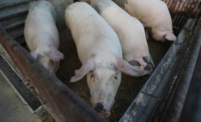 O nouă lovitură: A fost descoperit un caz de Antrax la porci. Boala se poate transmite și la om