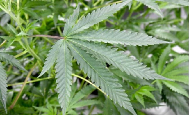 Marijuana în scopuri recreaţionale, legală de la 1 ianuarie în California