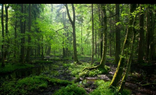 O pădure virgină din Europa, ameninţată de puterea de la Varşovia